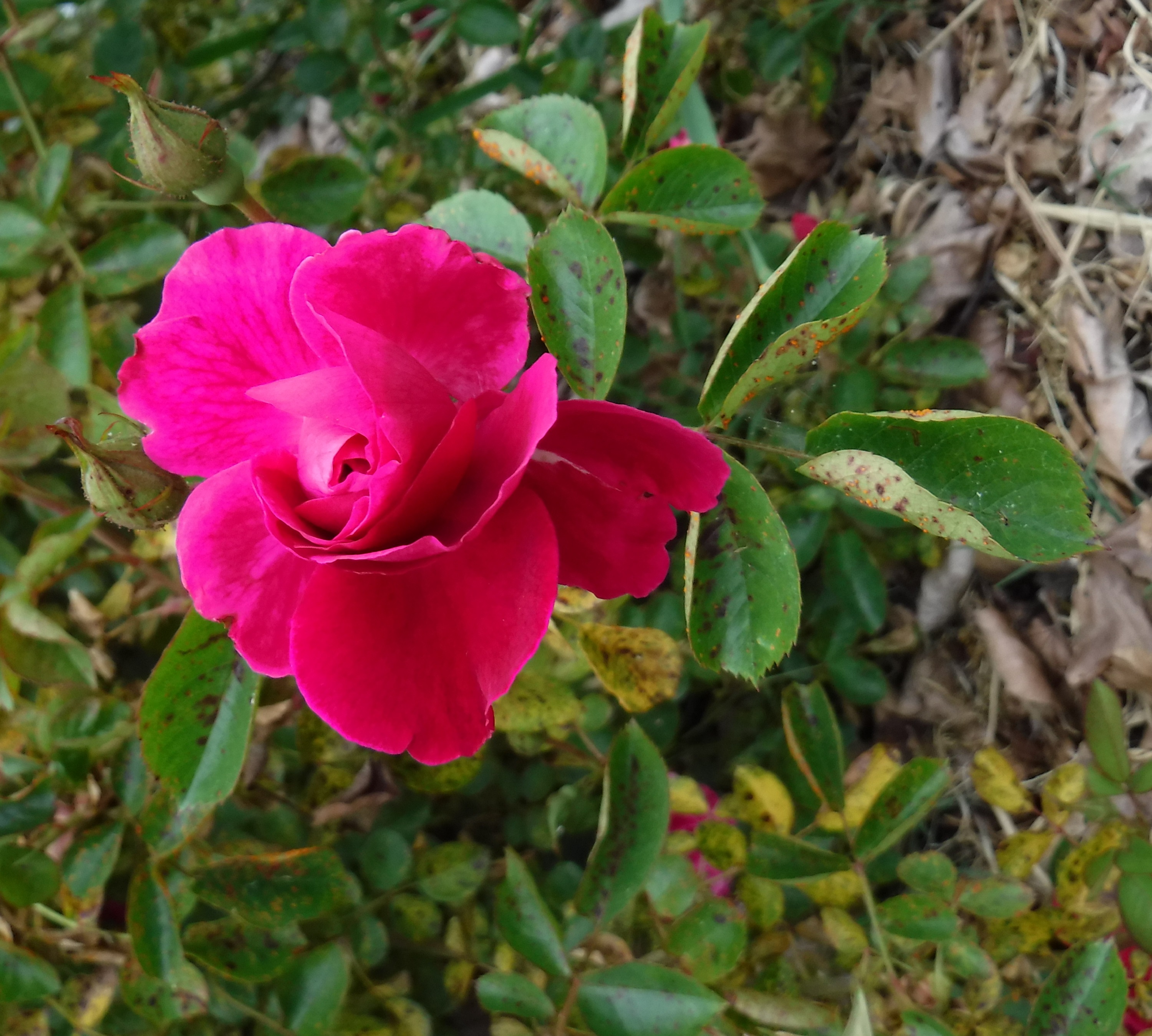 Photo taken by me 4-17-20 Photo taken by me 4-17-20