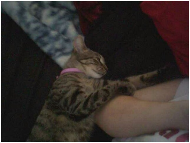 Kiwi - my husbands cat Kiwi shes laying on my arm and i took the pic for blackmail cause shes never nice to me lol