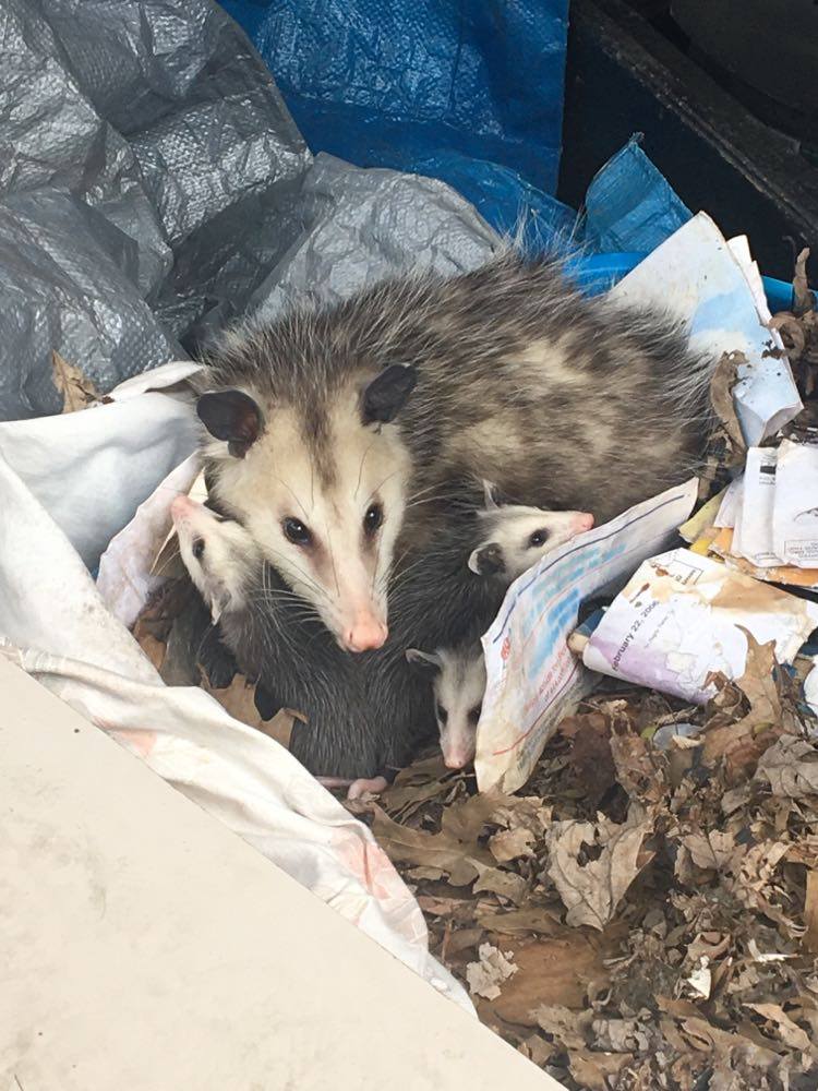 opossum nursing her young