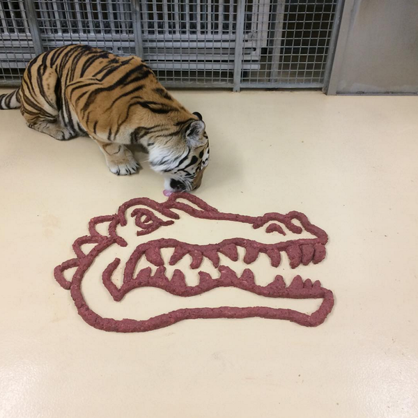 Mike the Tiger eating his Gator supper before game with Florida Gators!