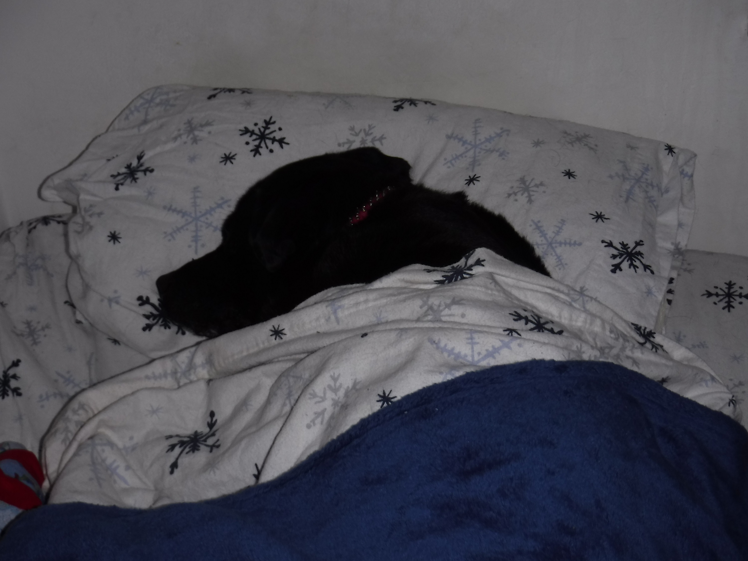 Photo taken by me of Angel on my bed after I pulled the covers over her Photo taken by me of Angel on my bed after I pulled the covers over her