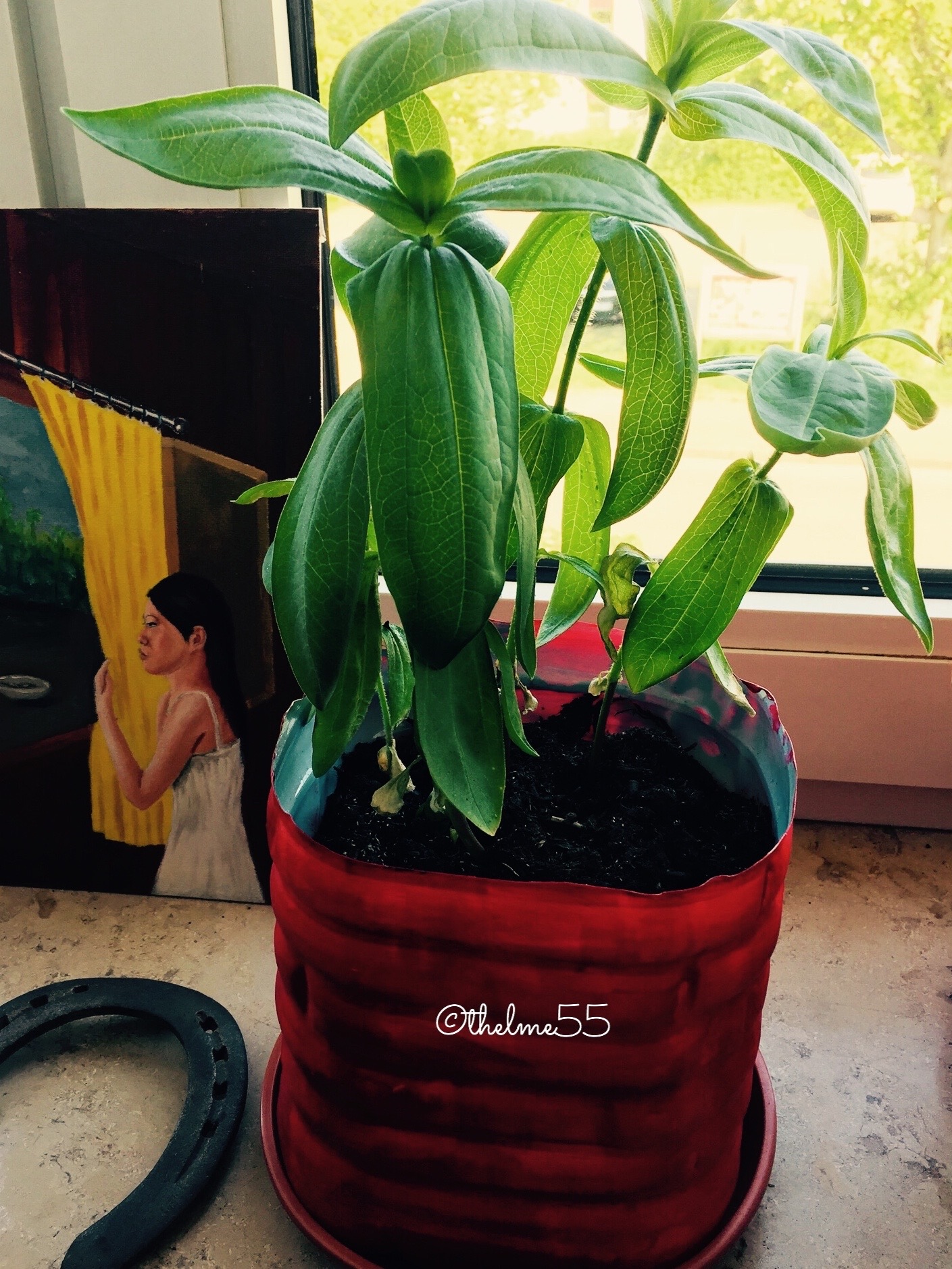 Zinnias in DIY Planter