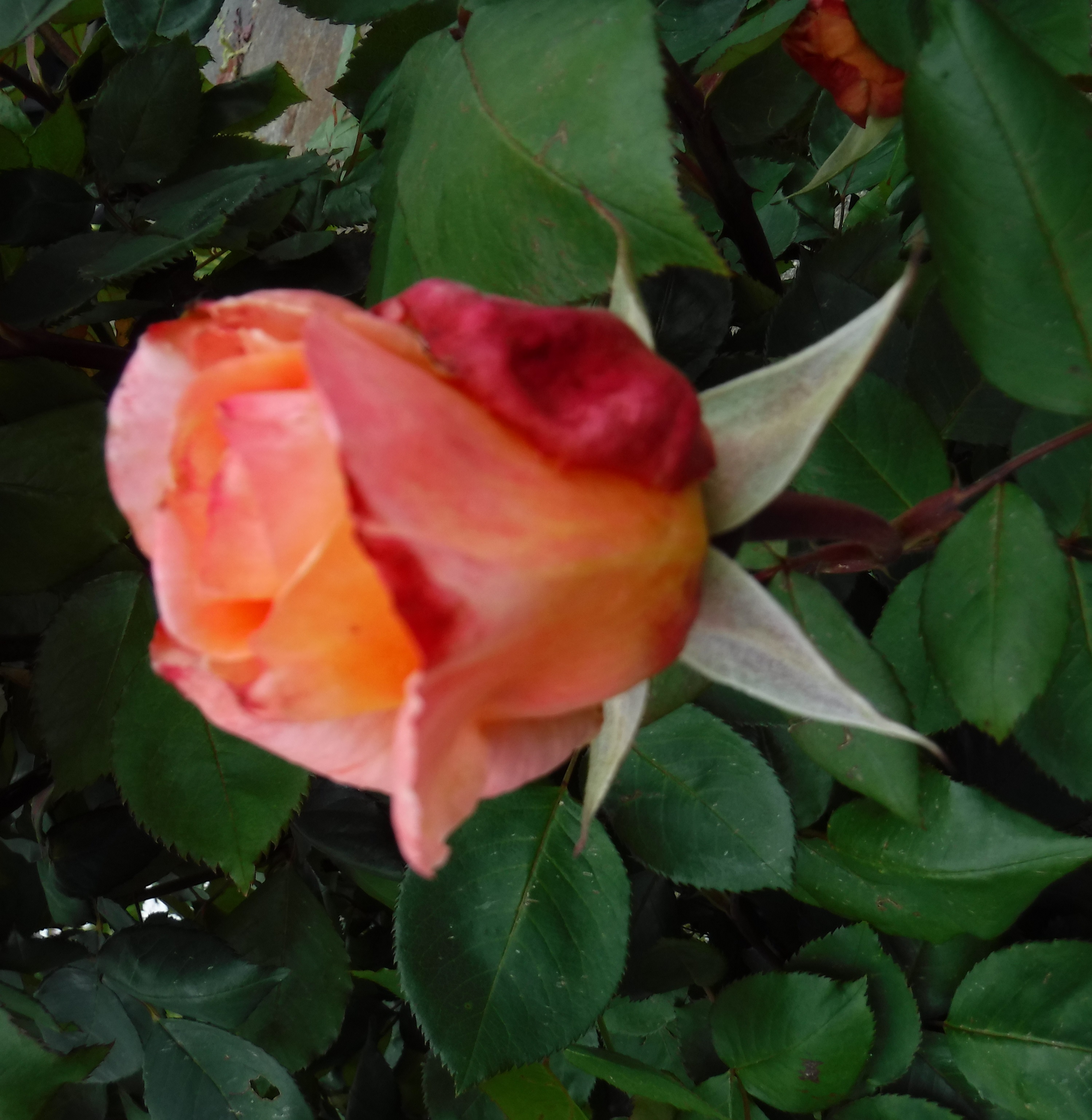 Photo taken by me Photo taken by me