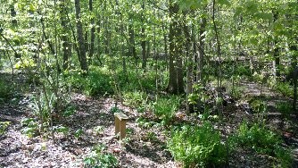 Fern Holler