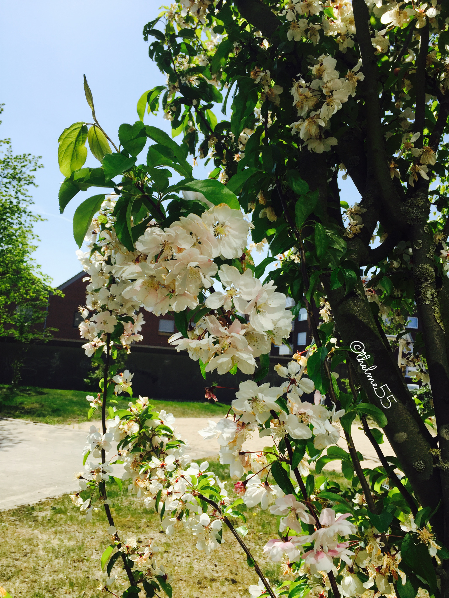 Spring blossoms Spring blossoms