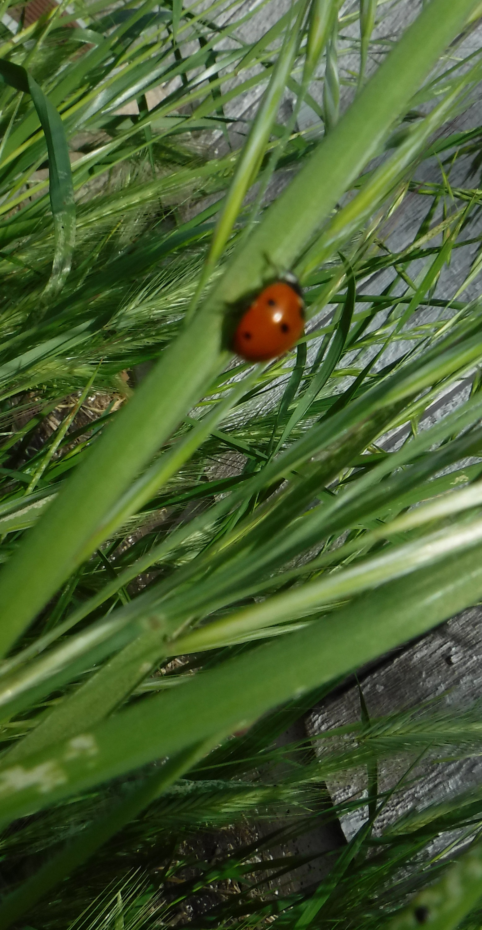 Photo taken by me of a ladybug in the backyard Photo taken by me of a ladybug in the backyard