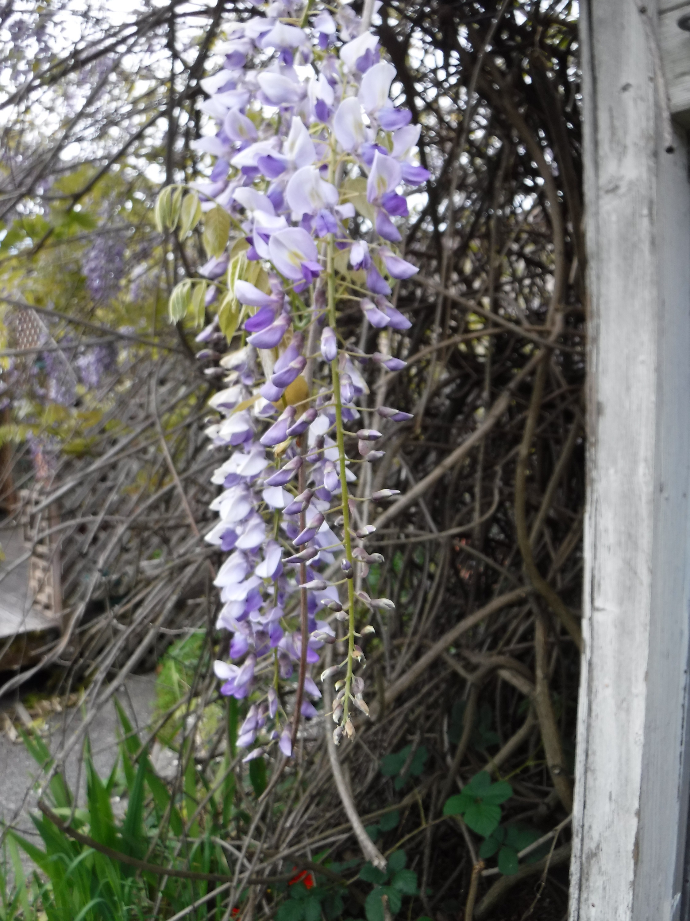 Photo taken by me of he wisteria in the backyard 4-10-20 Photo taken by me of he wisteria in the backyard 4-10-20