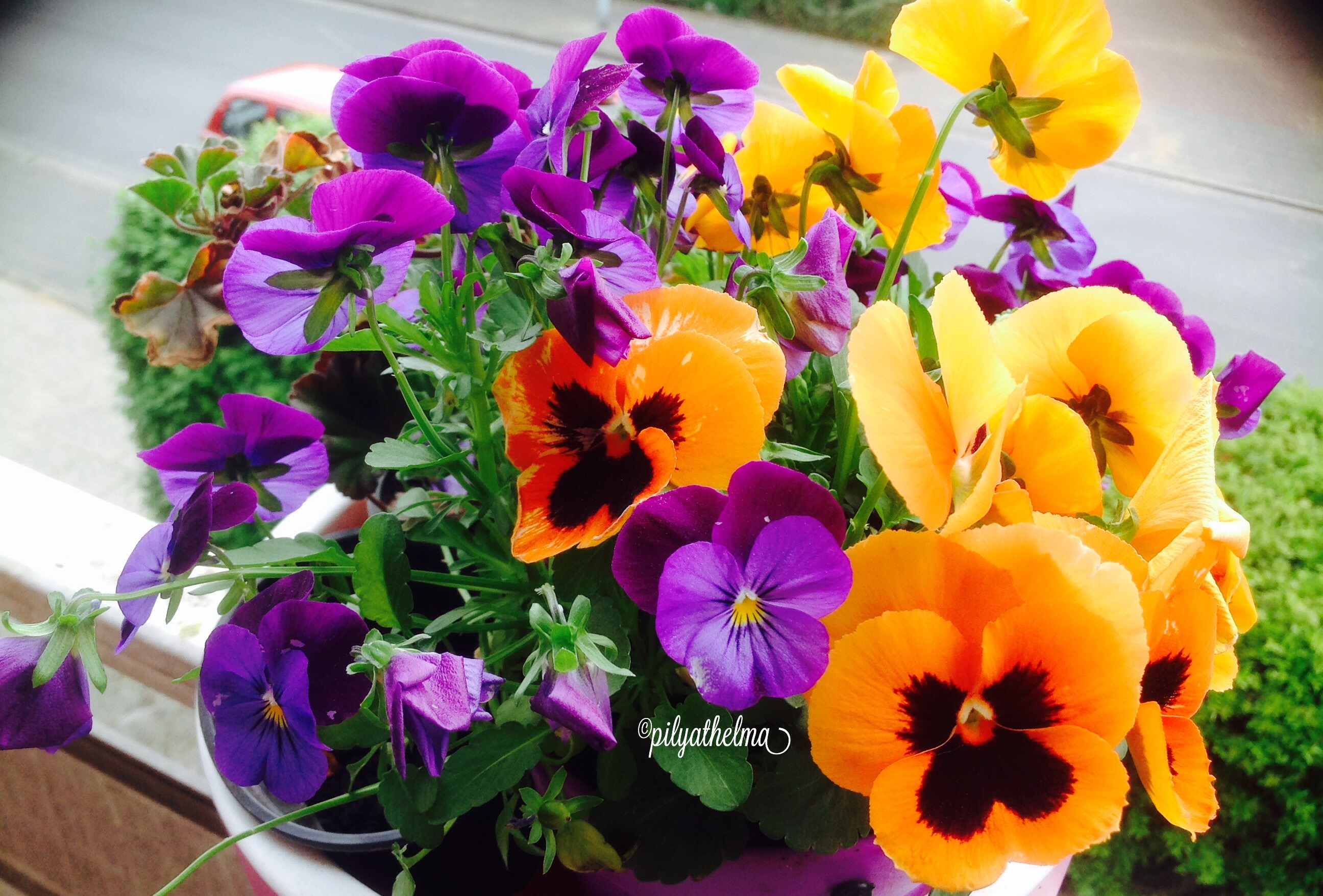 My Beautiful Pansy My Beautiful Pansy
