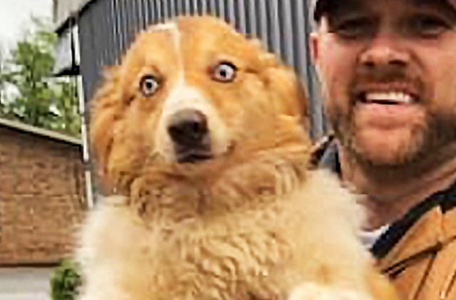 Bella the Austrailian shepherd reunites with her owner Bella the Austrailian shepherd reunites with her owner