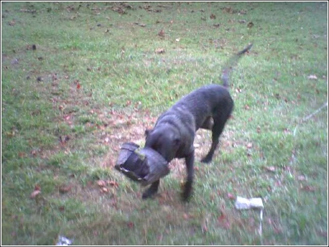 Darkness - my husbands dog Darkness his such a big goof he found something to tear up at least it was in the yard this time lol