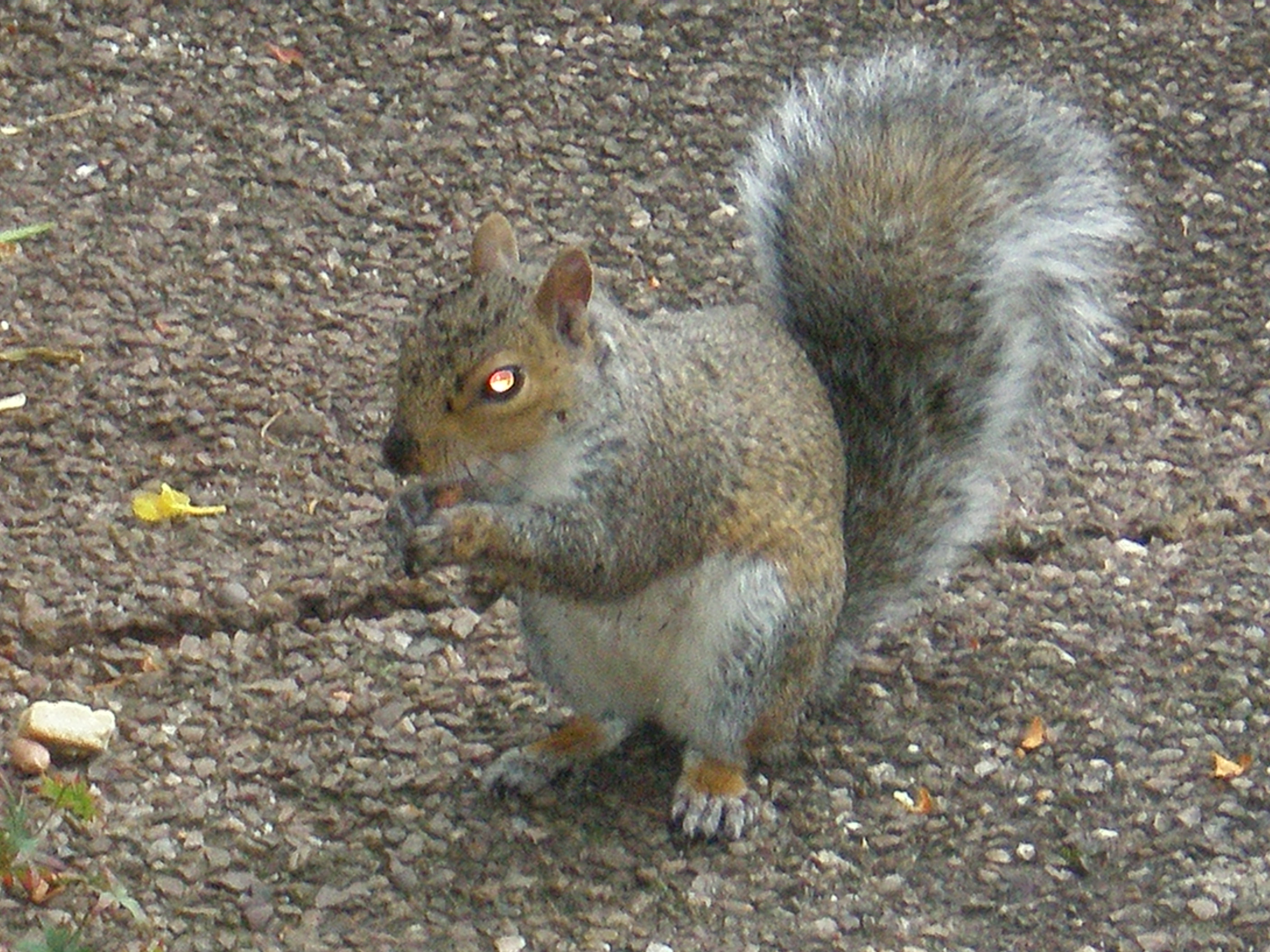Squirrels in the garden Squirrels in the garden