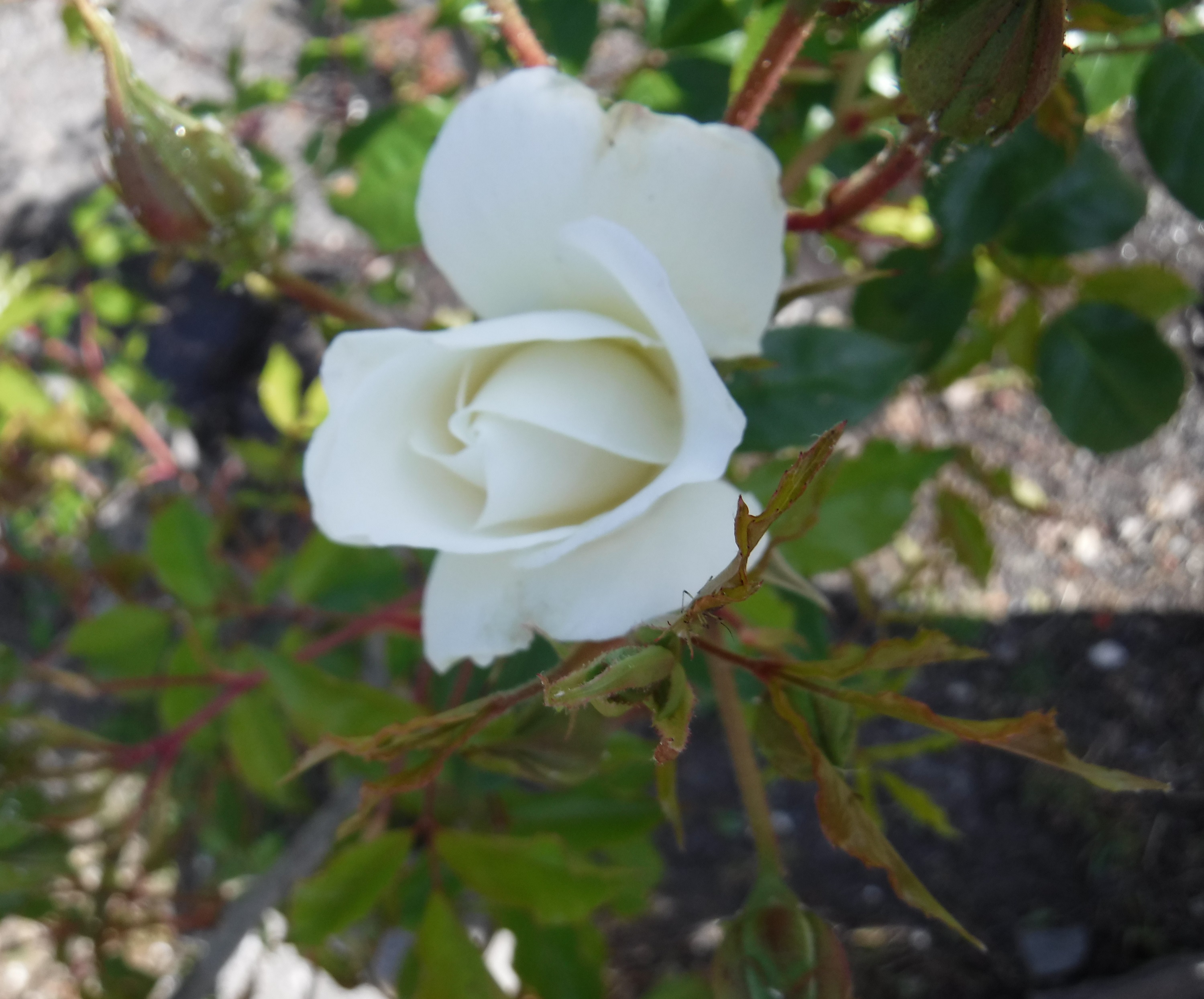 Photo taken by me 4-16-20 Photo taken by me 4-16-20