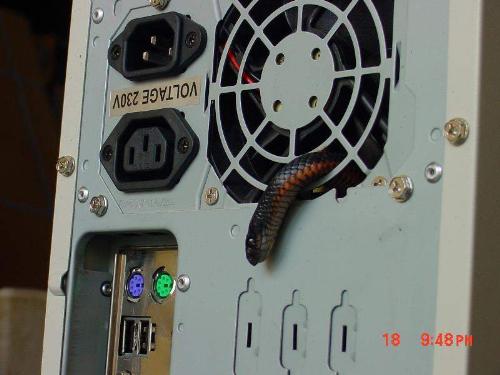 snake died in the pc 1 - snake died in the pc 1