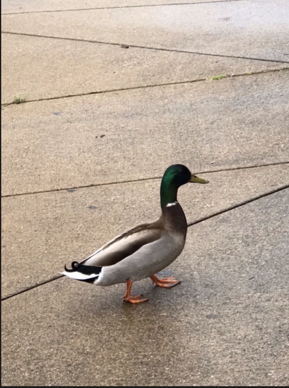 Quacker at McAlester’s.  Photo taken by and the property of FourWalls.