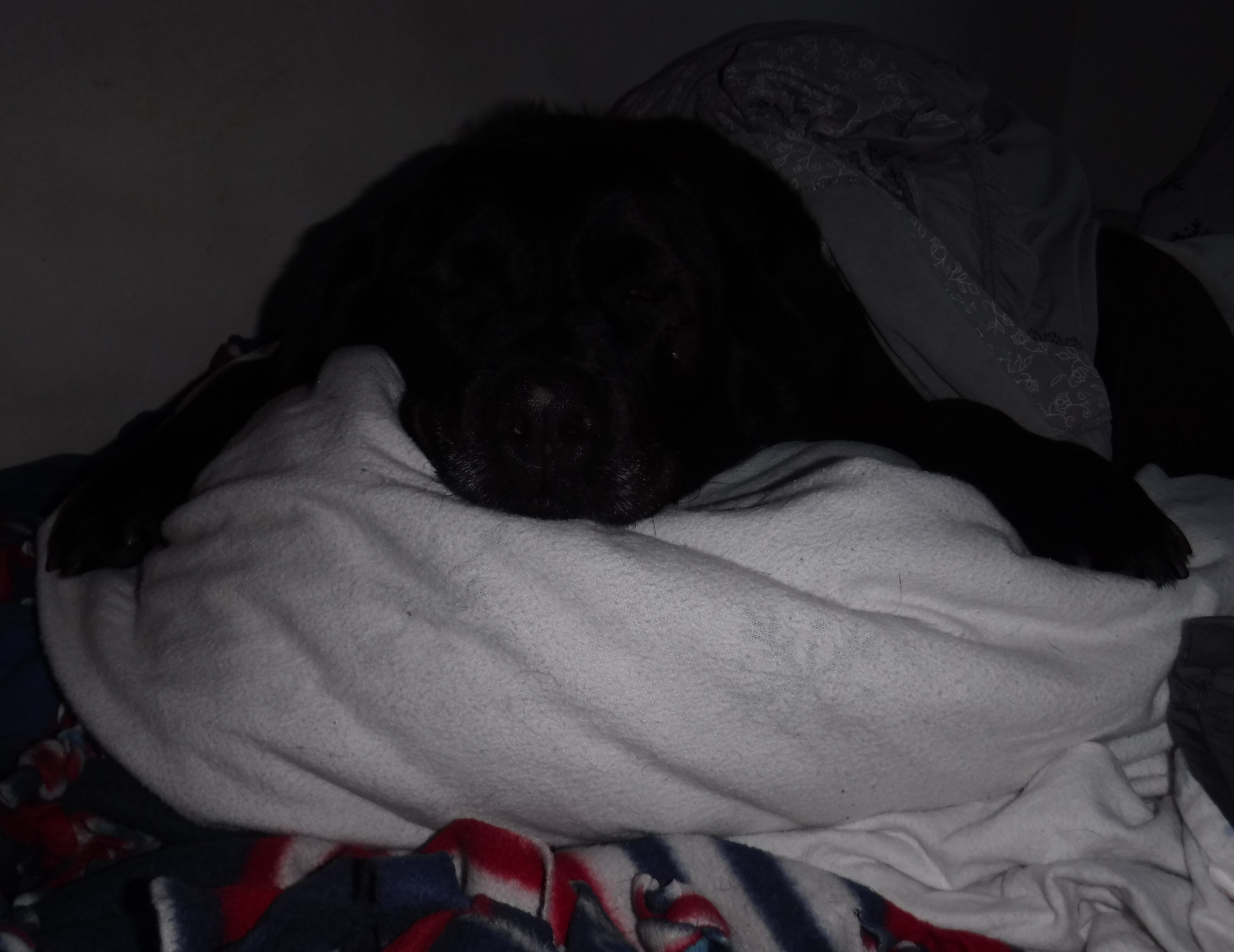 Photo I took of Angel on my bed