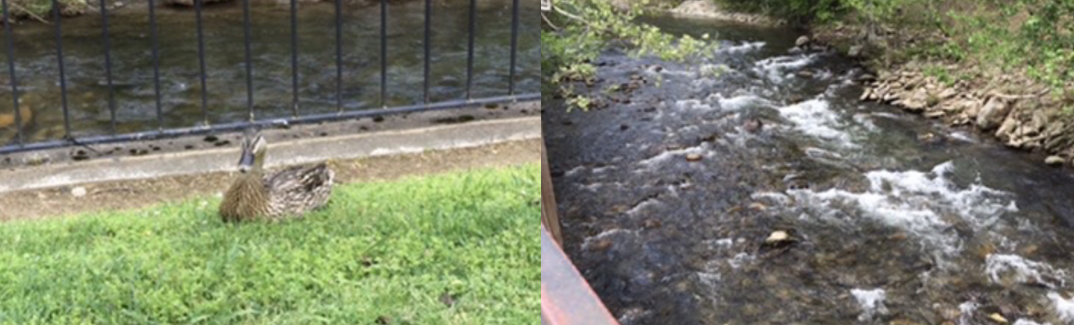 A duck and a creek in Gatlinburg, Tennessee.  Photo taken by and the property of FourWalls.
