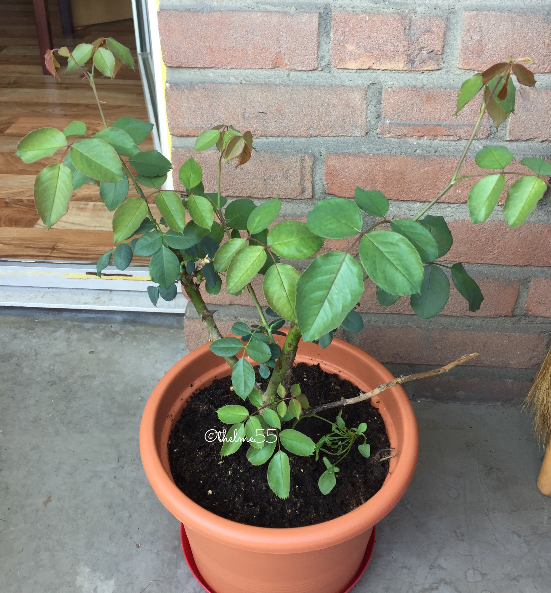 My Rose is Growing Fast / myLot