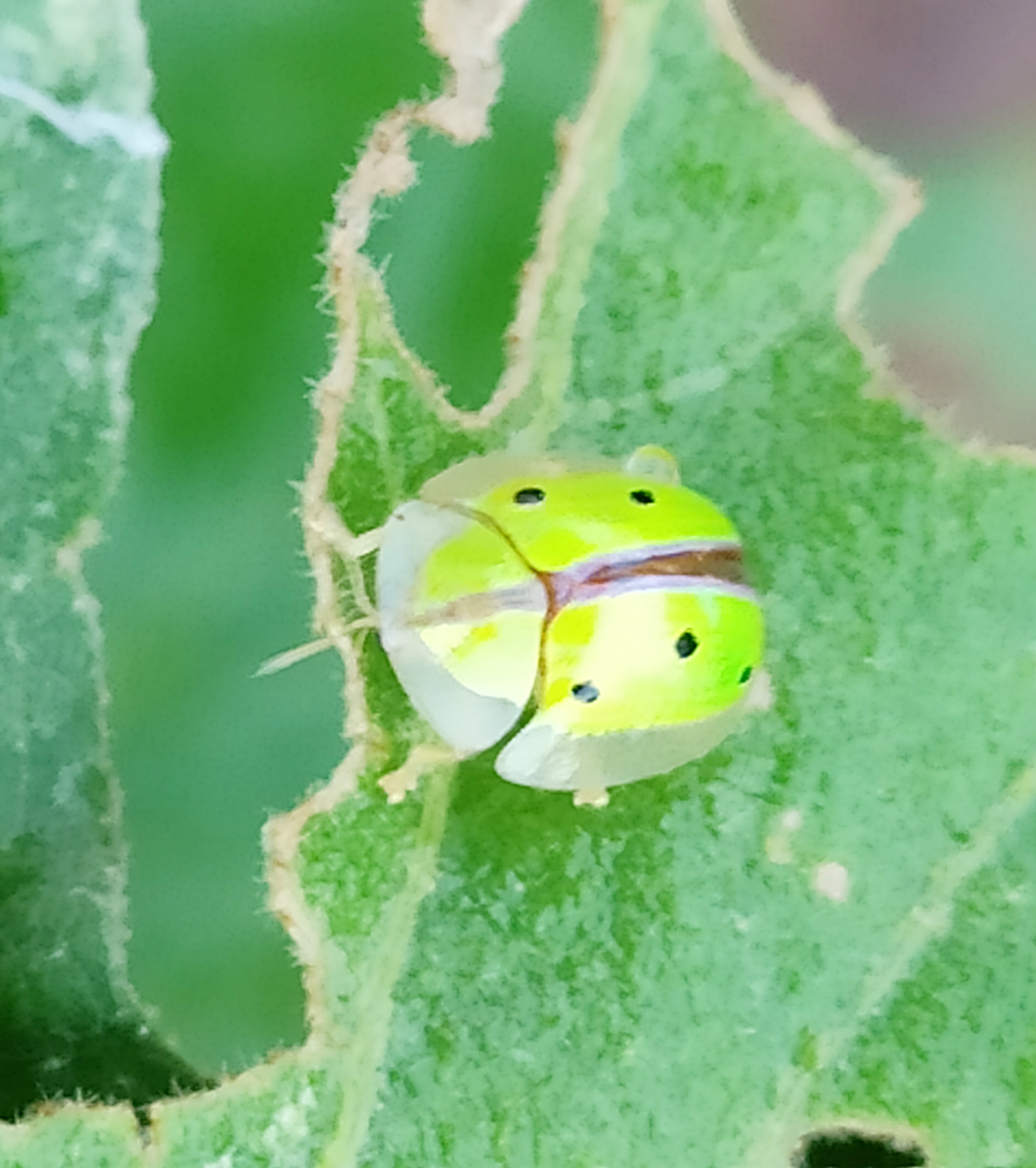 A pretty little bug Sofspics