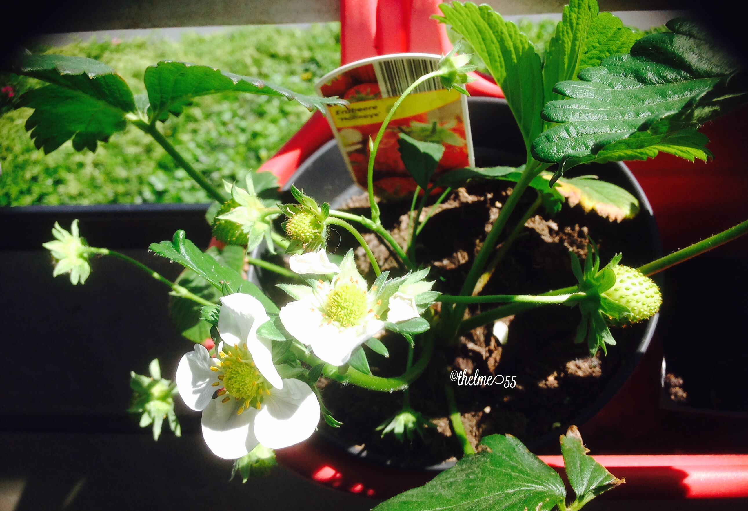 Hanging strawberry Hanging strawberry