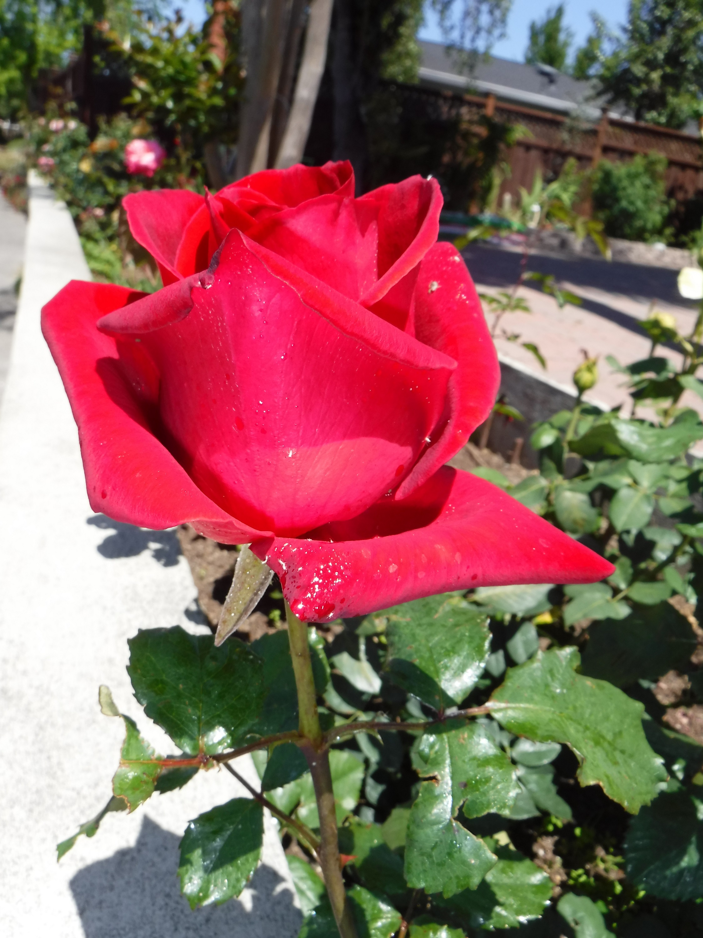 Photo taken by me 5-4-20 Photo taken by me 5-4-20