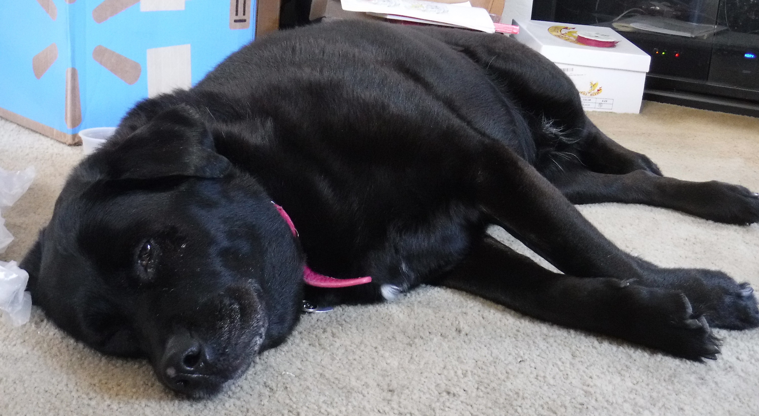 Angel on the living room floor 5-12-20 Angel on the living room floor 5-12-20