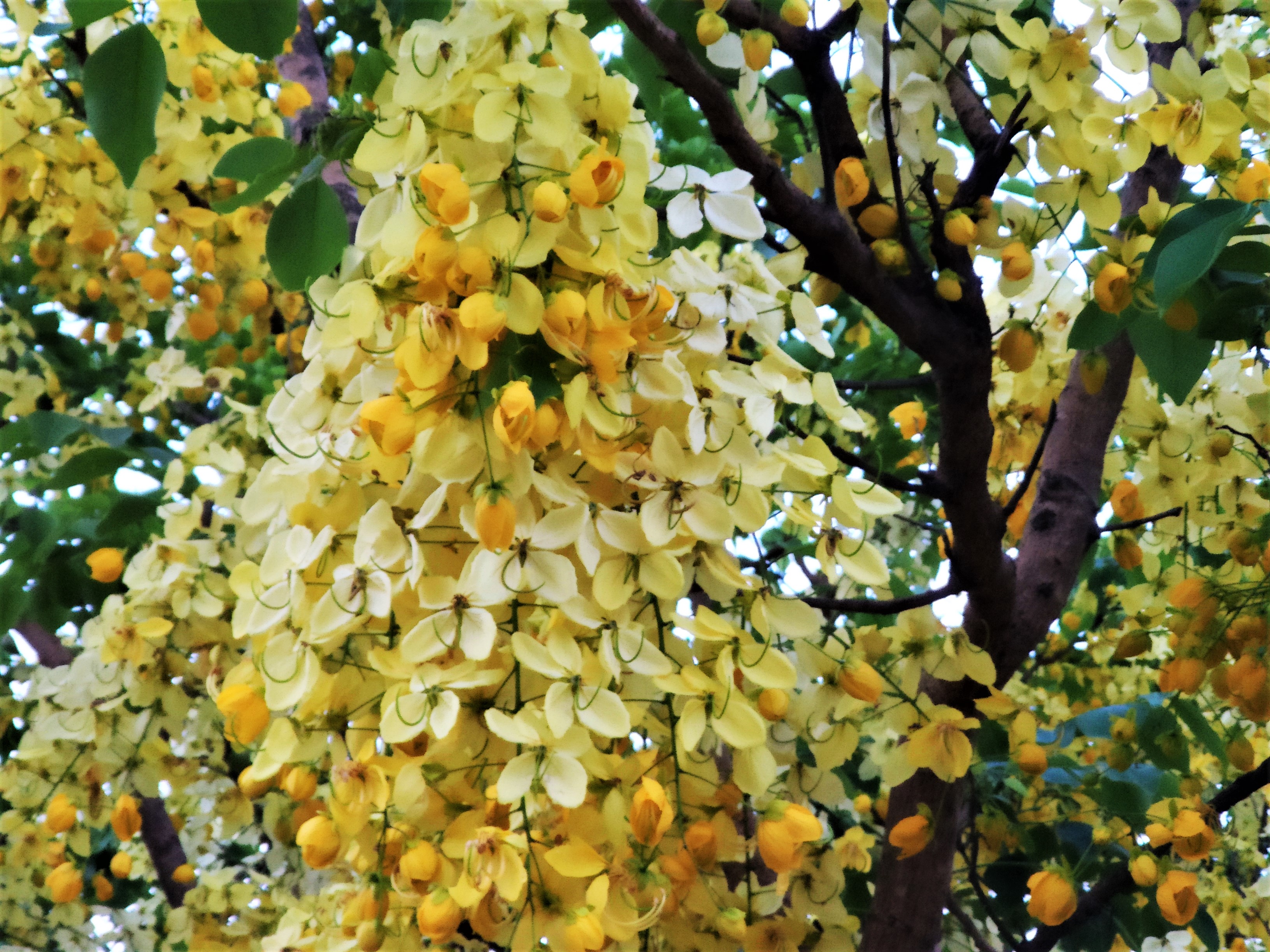 Golden shower tree