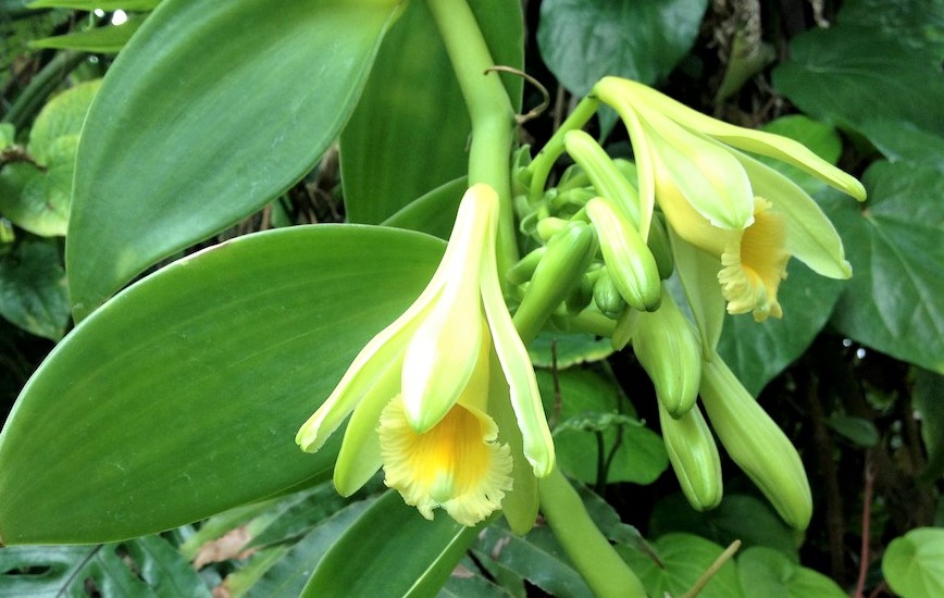 Vanilla vine and flowers