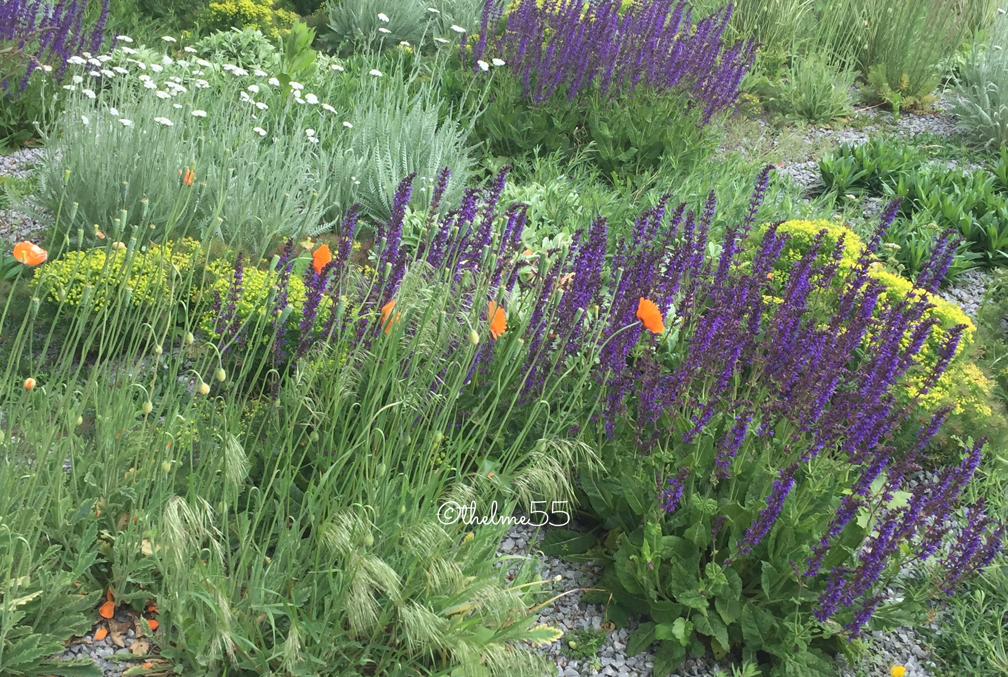 City garden plants City garden plants