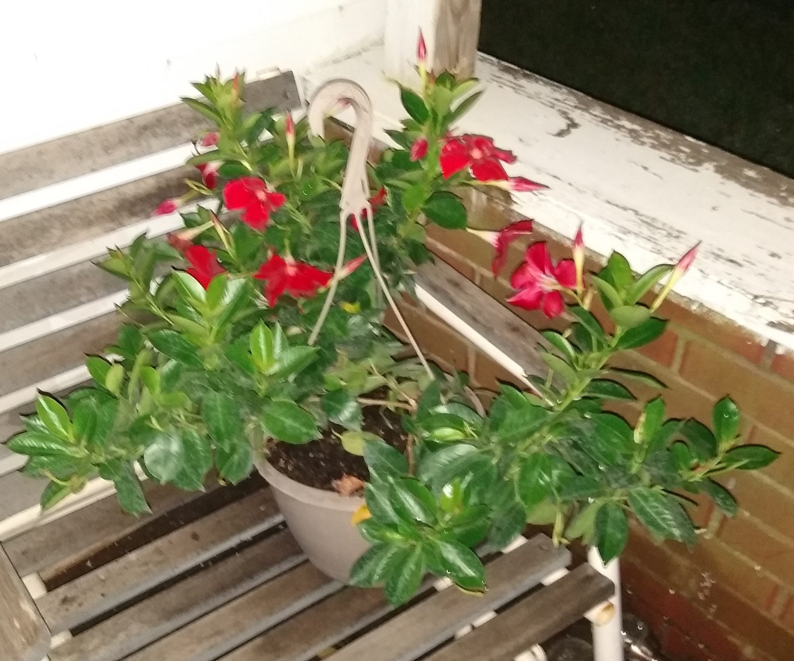 Mandevilla plant. Photo is mine.