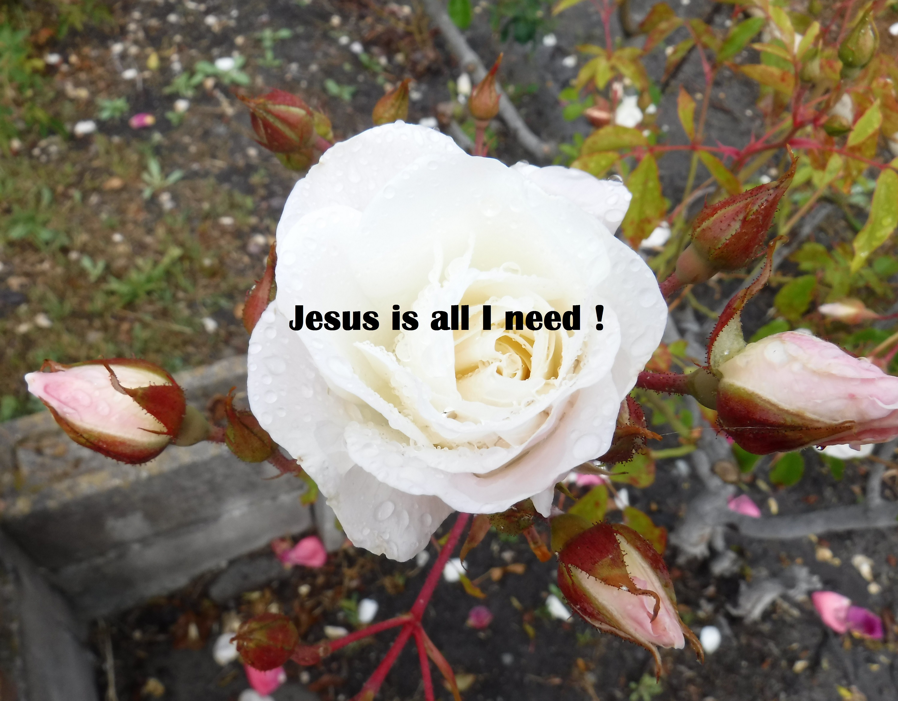 Photo taken by me with words added in Microsoft paint