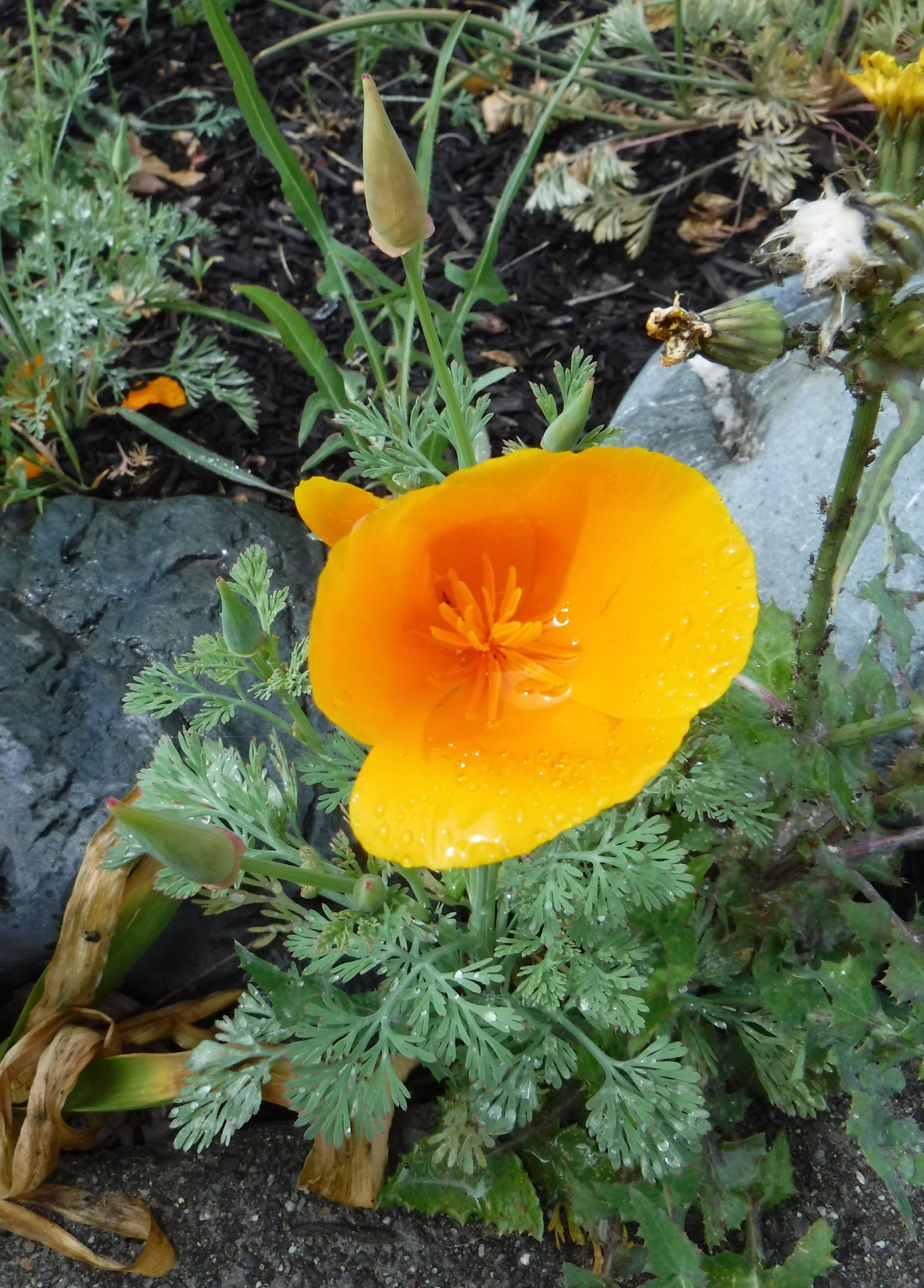 Photo taken by me 5-14-20 Photo taken by me 5-14-20
