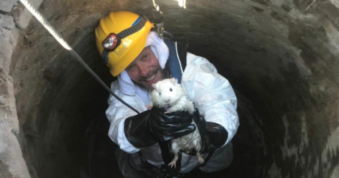 MSD employee Jeff Greene with guinea pig Snowball