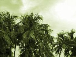 Trees - Some trees swaying in the breeze~