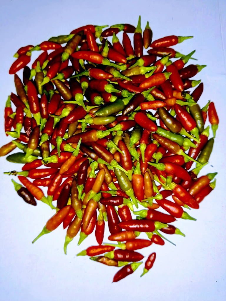 peppers, chili, food peppers, chili, food