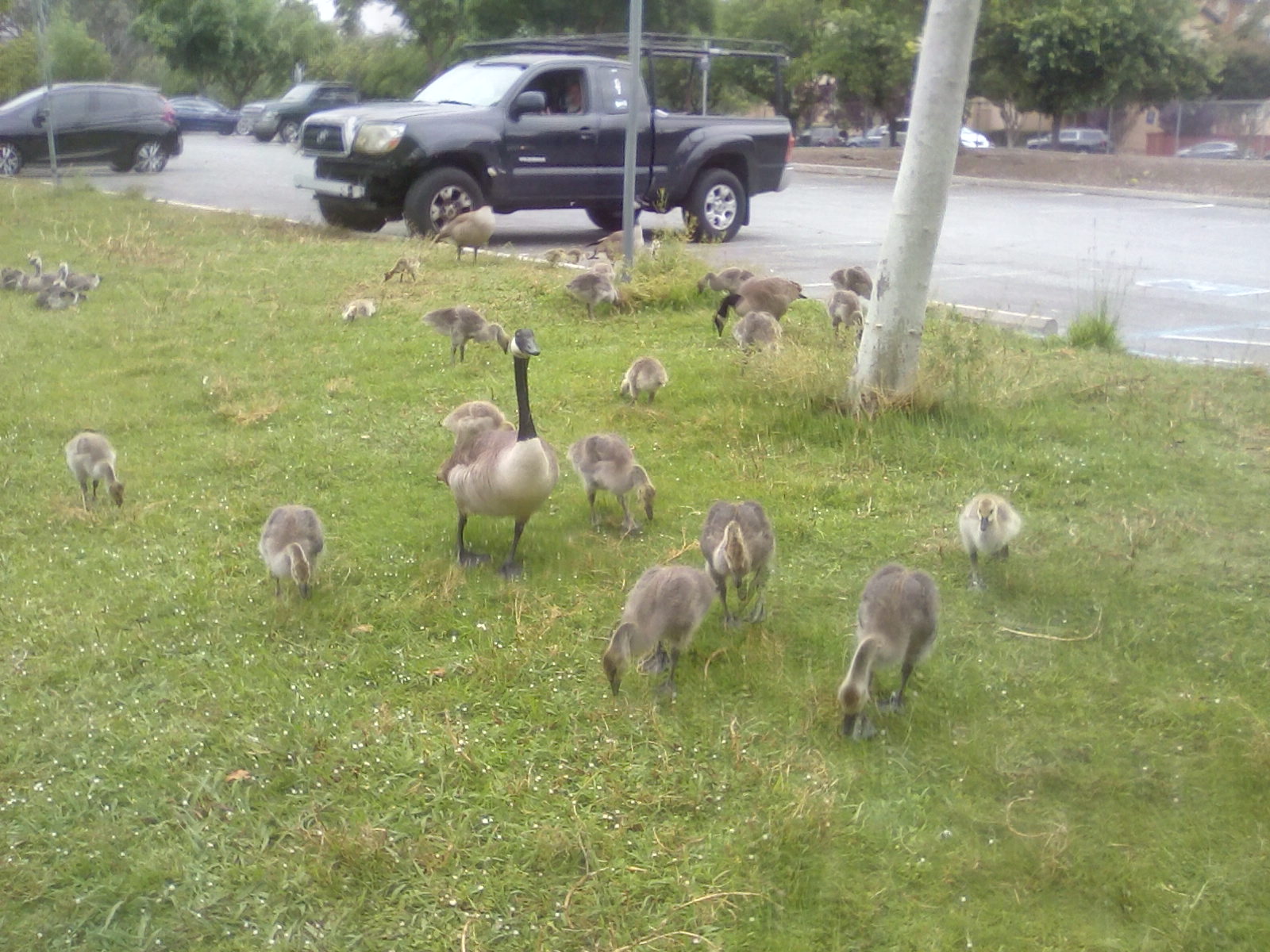Geese, canada gose,goslings,family,park Geese, canada gose,goslings,family,park