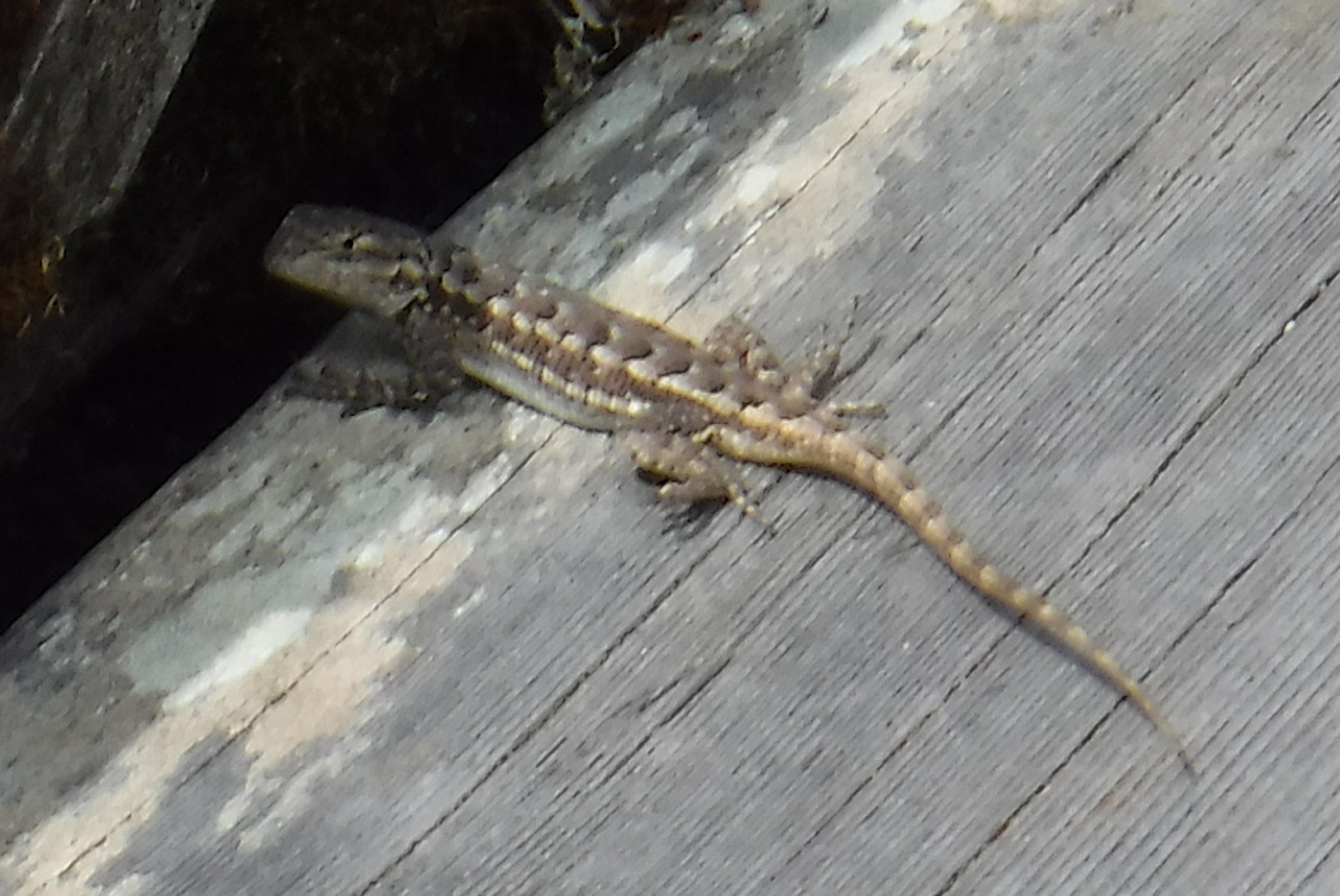 Photo I took of a lizard in the backyard Photo I took of a lizard in the backyard