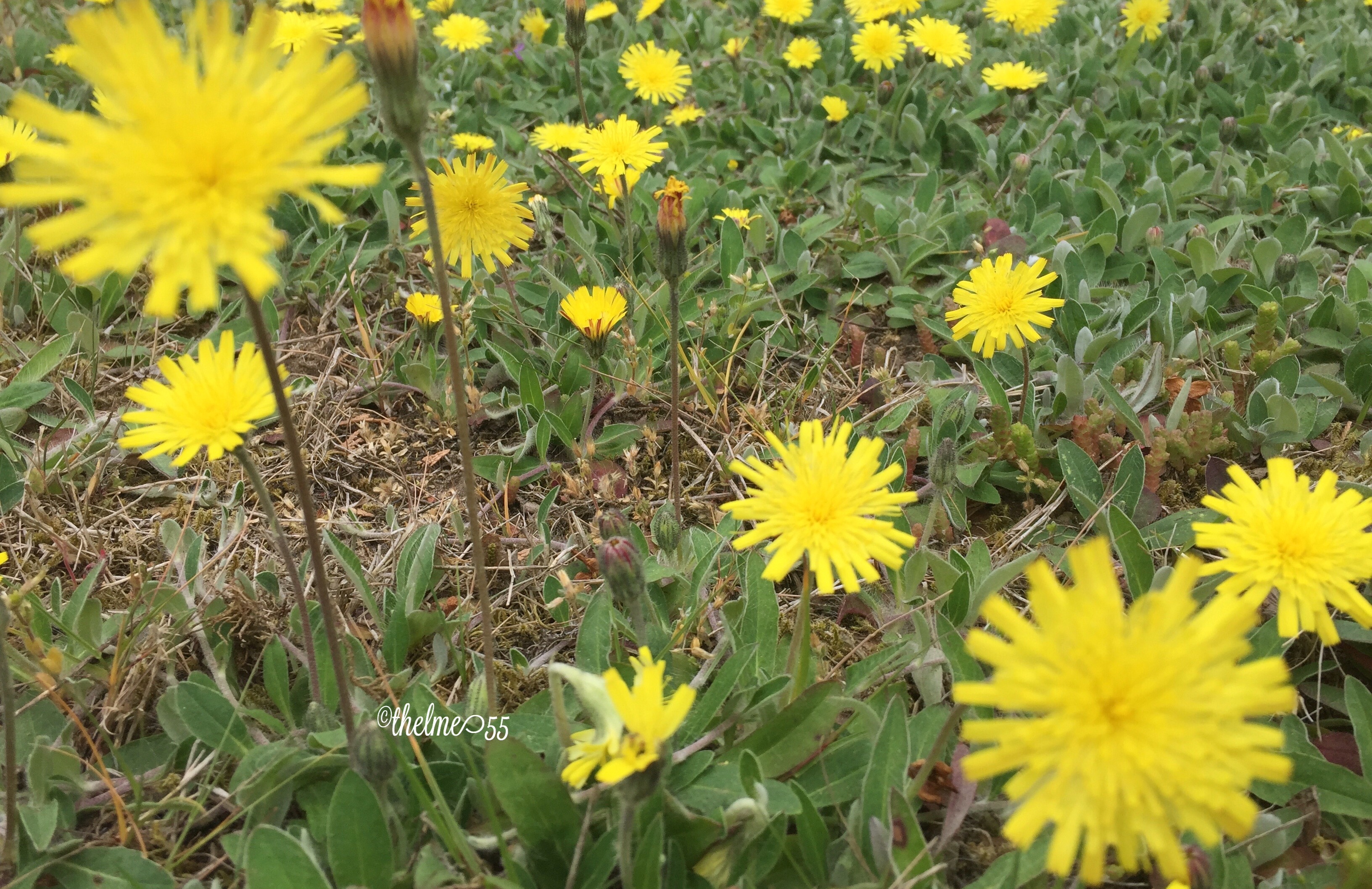 Dandelions or not?