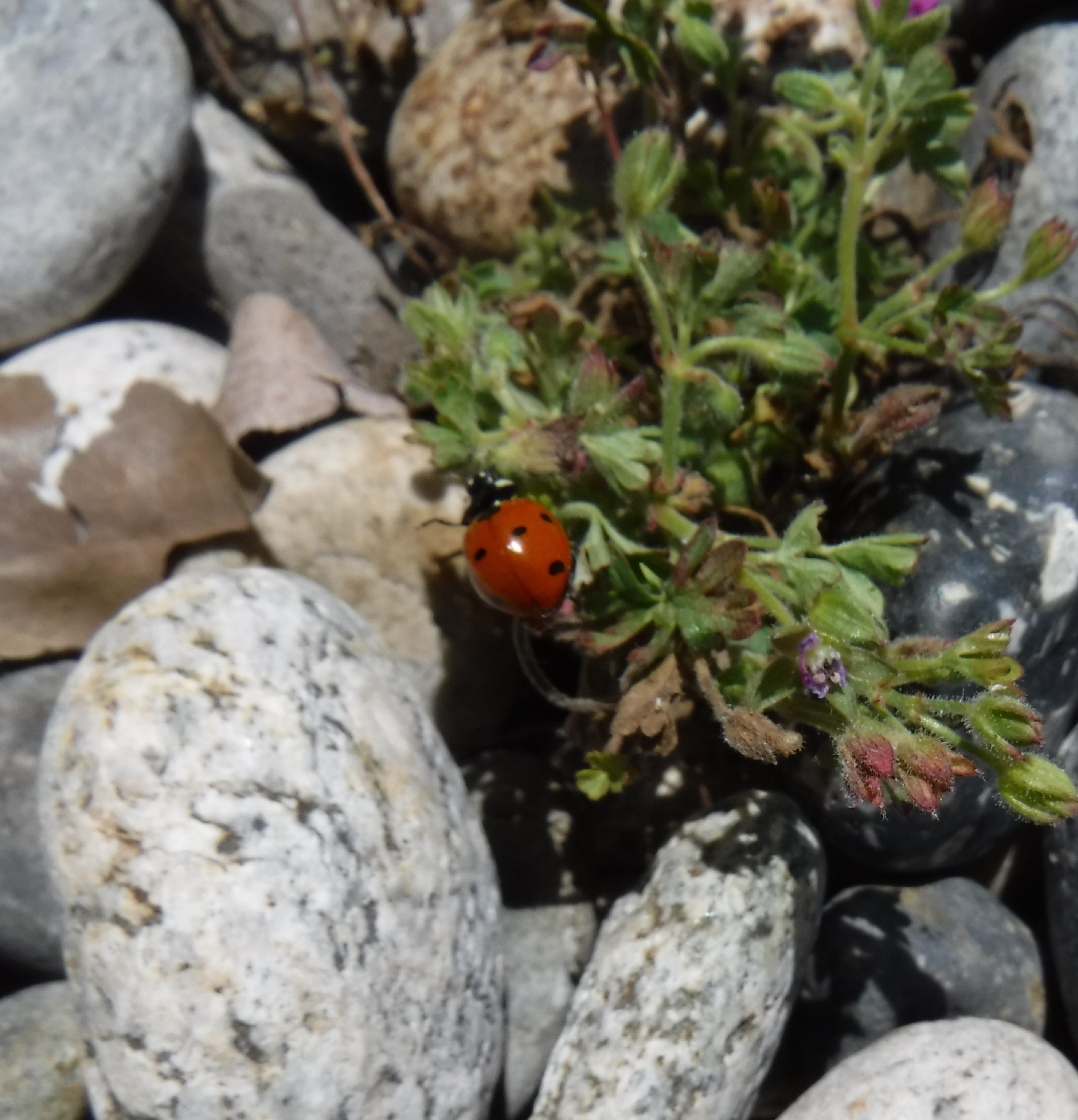 Ladybug I took a pic of when I was weeding out front today. Ladybug I took a pic of when I was weeding out front today.