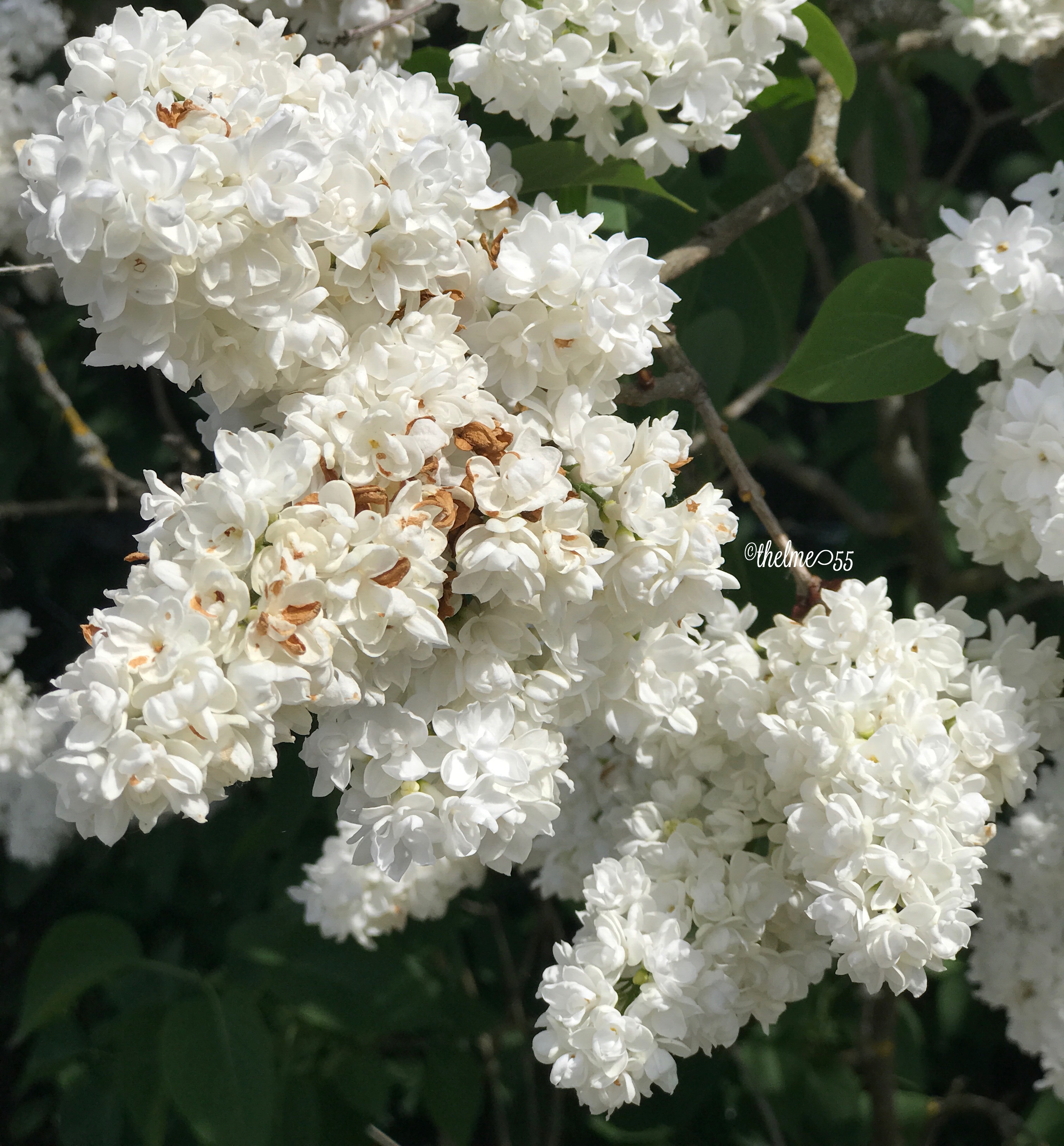 Lilac flowers 