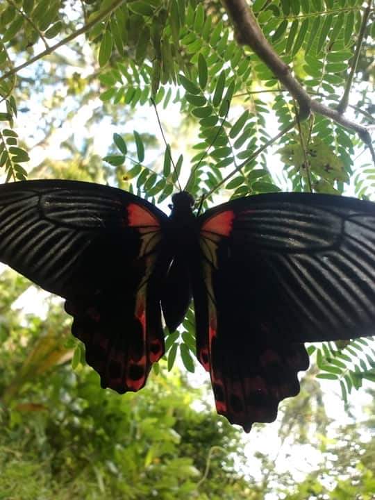Unique butterfly