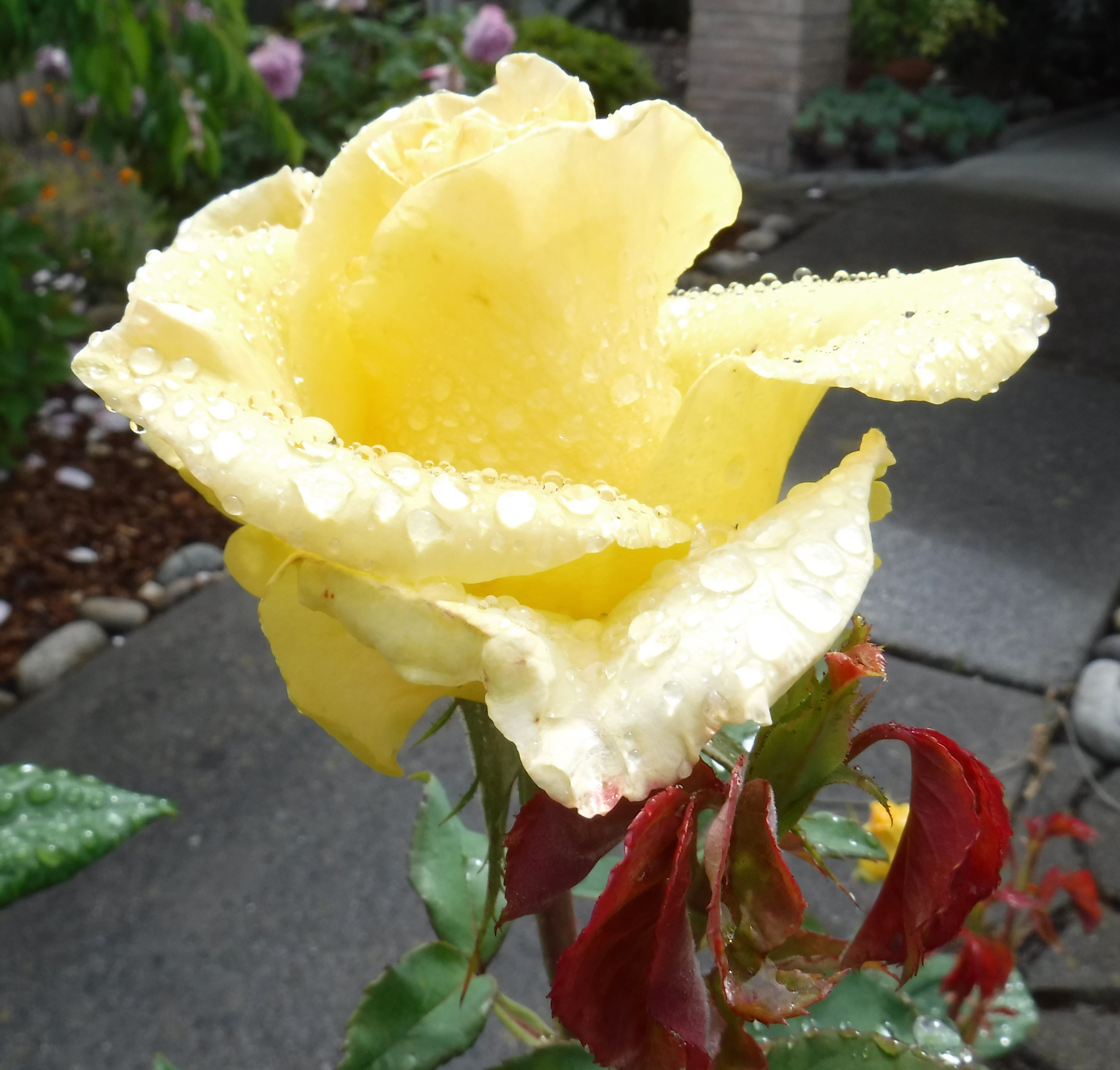 Photo taken by me 5-14-20