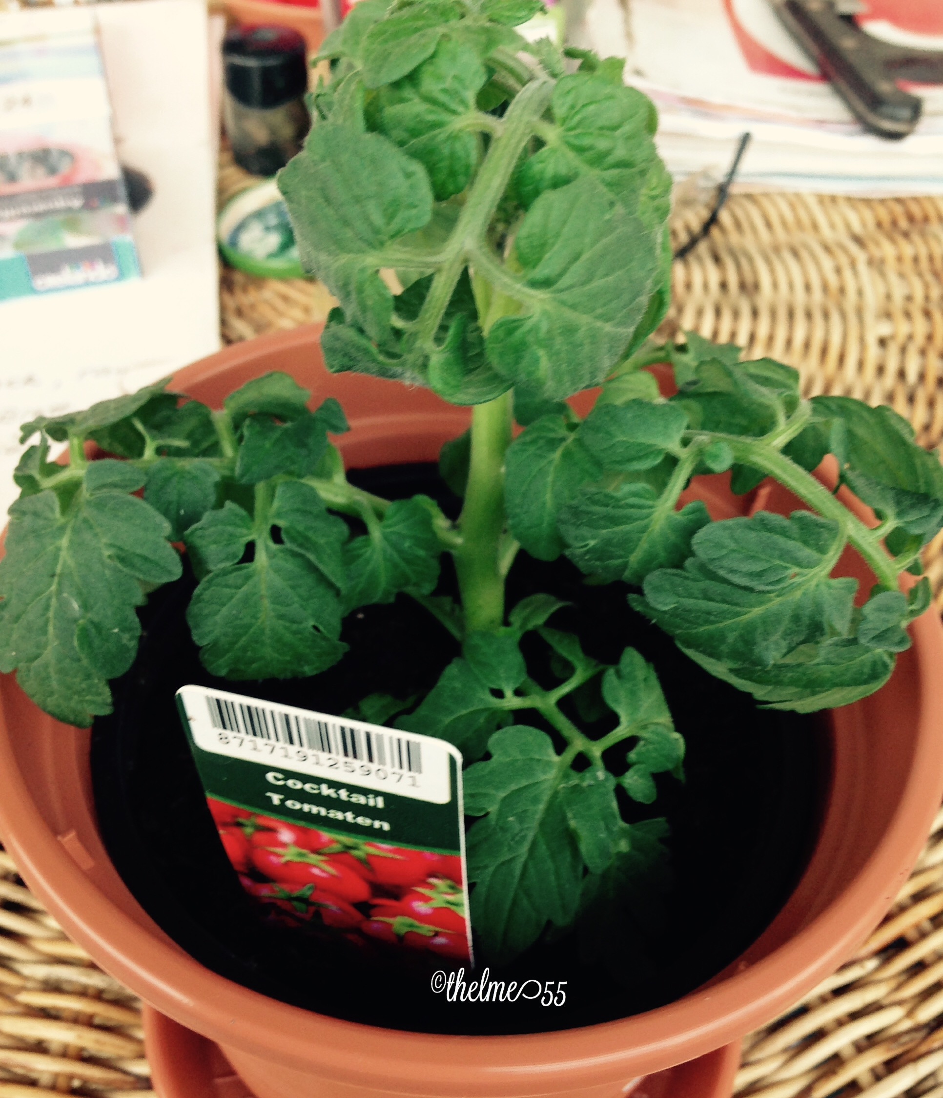 Cocktail tomato plant Cocktail tomato plant