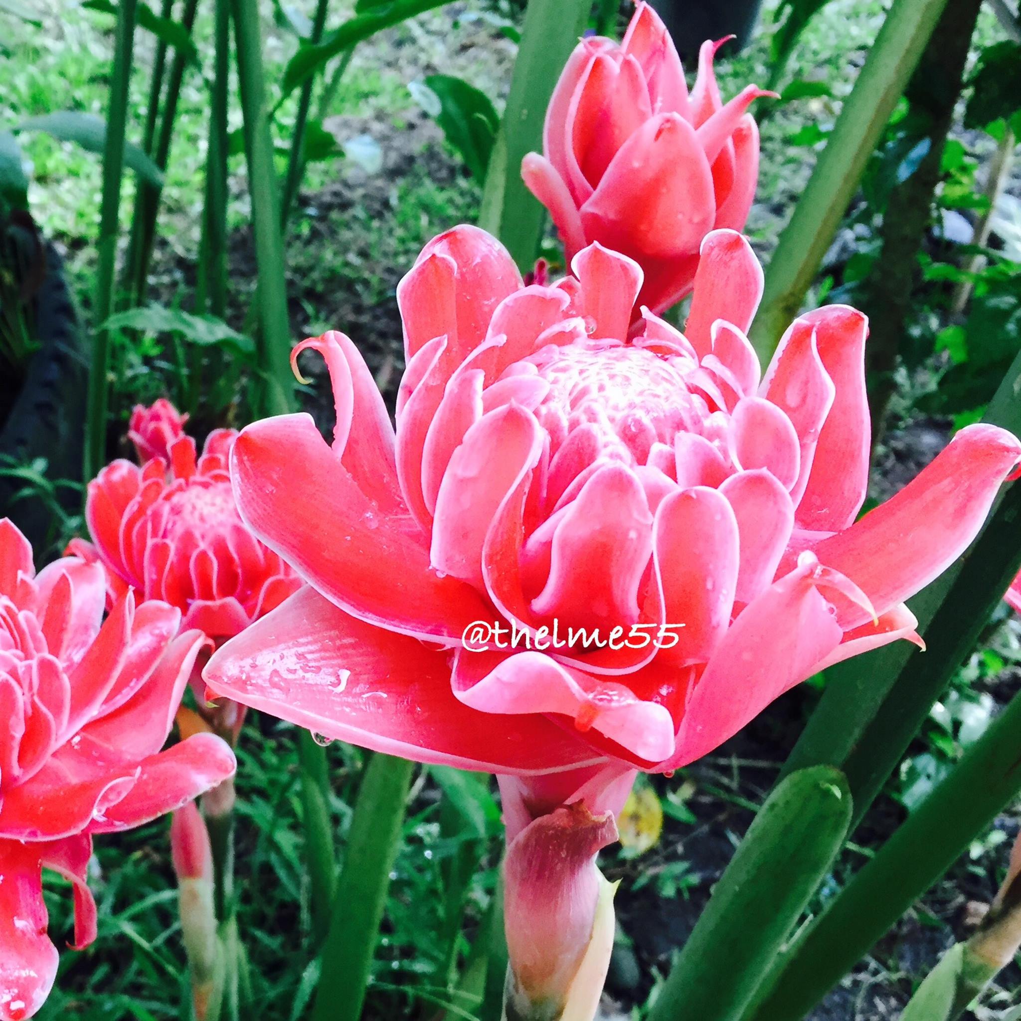 torch ginger plant torch ginger plant