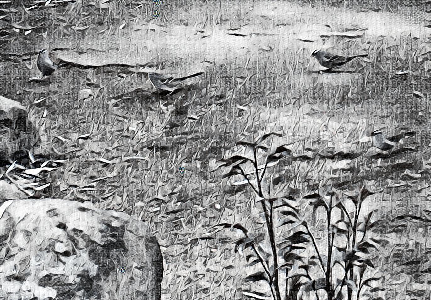 Photo taken by me with Escher Effect 5-28-20 Photo taken by me with Escher Effect 5-28-20