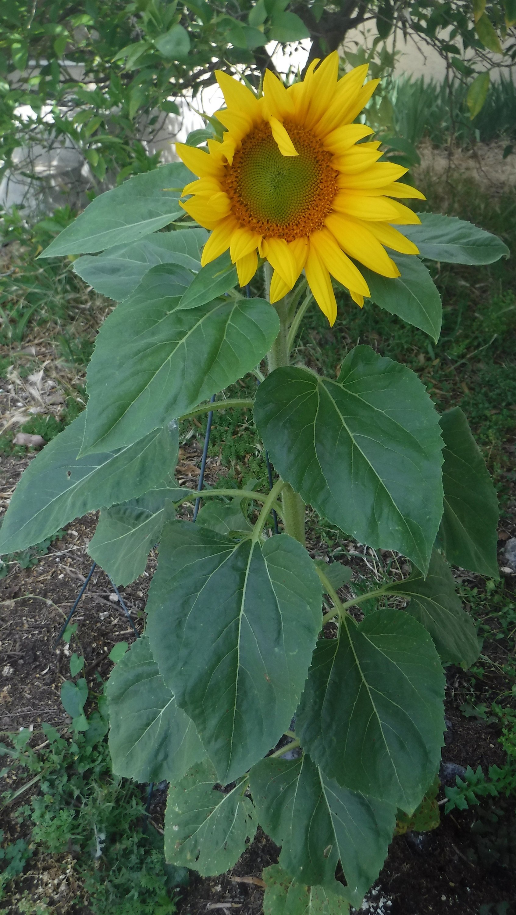 Photo taken by me of my sunflower 5-29-20 Photo taken by me of my sunflower 5-29-20