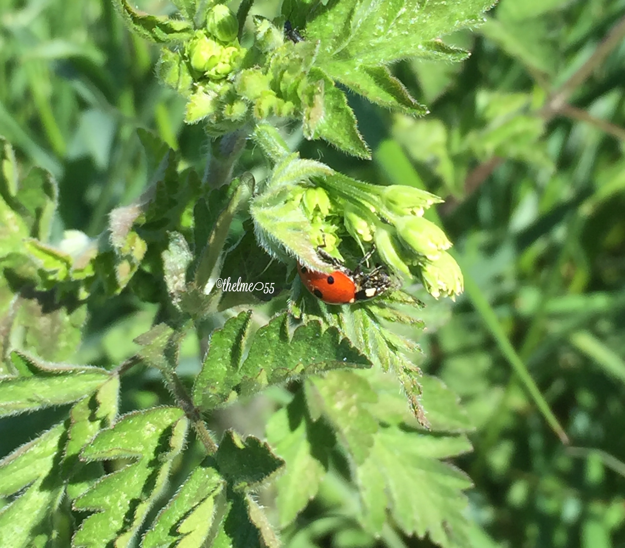 Ladybird at the lake Ladybird at the lake