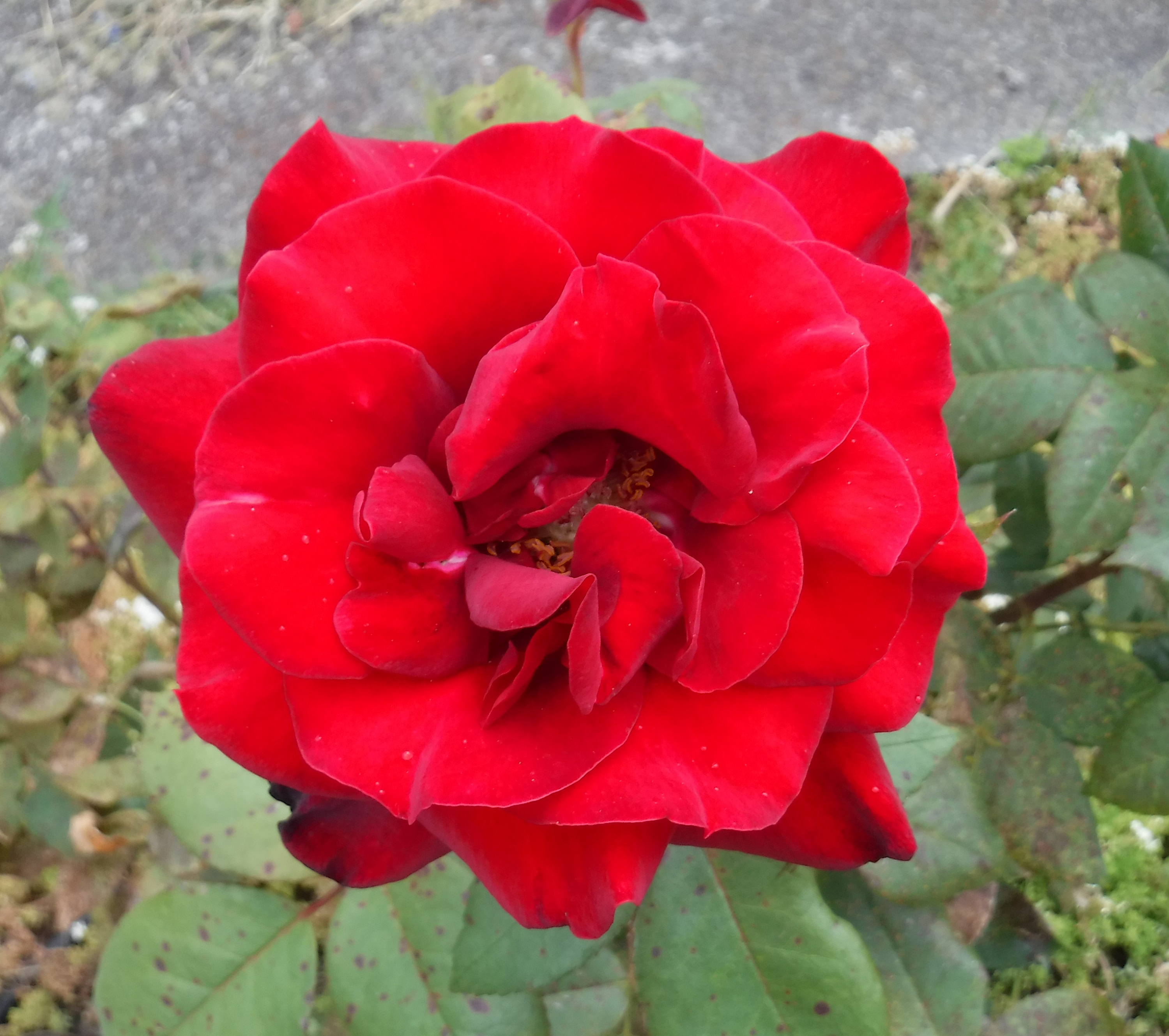 Photo taken by me 5-31-20 Photo taken by me 5-31-20