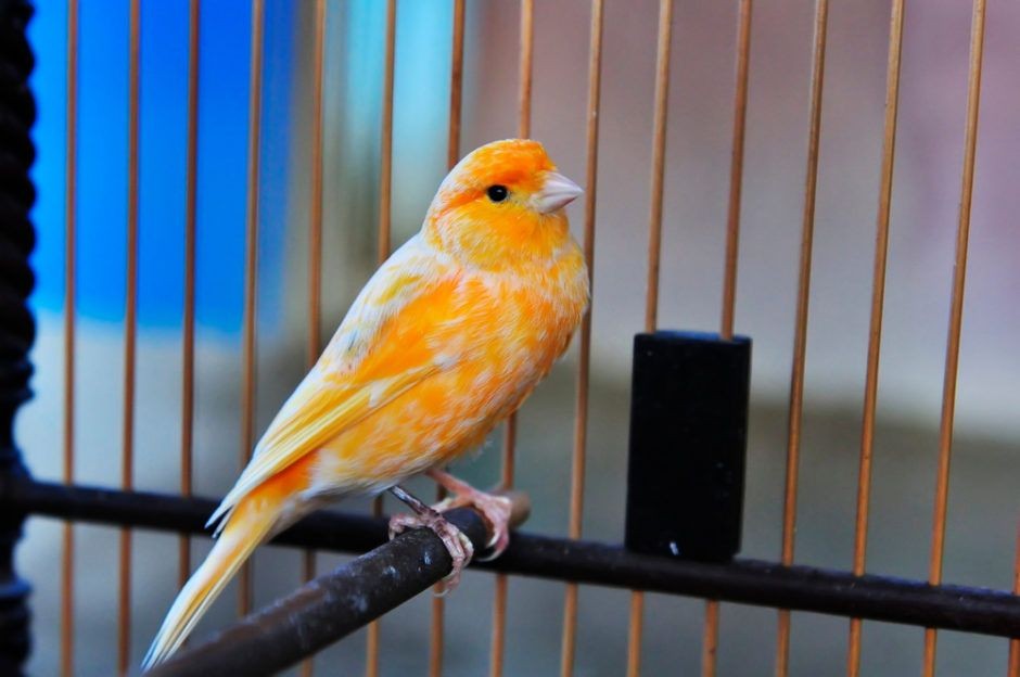 Canary bird Canary bird