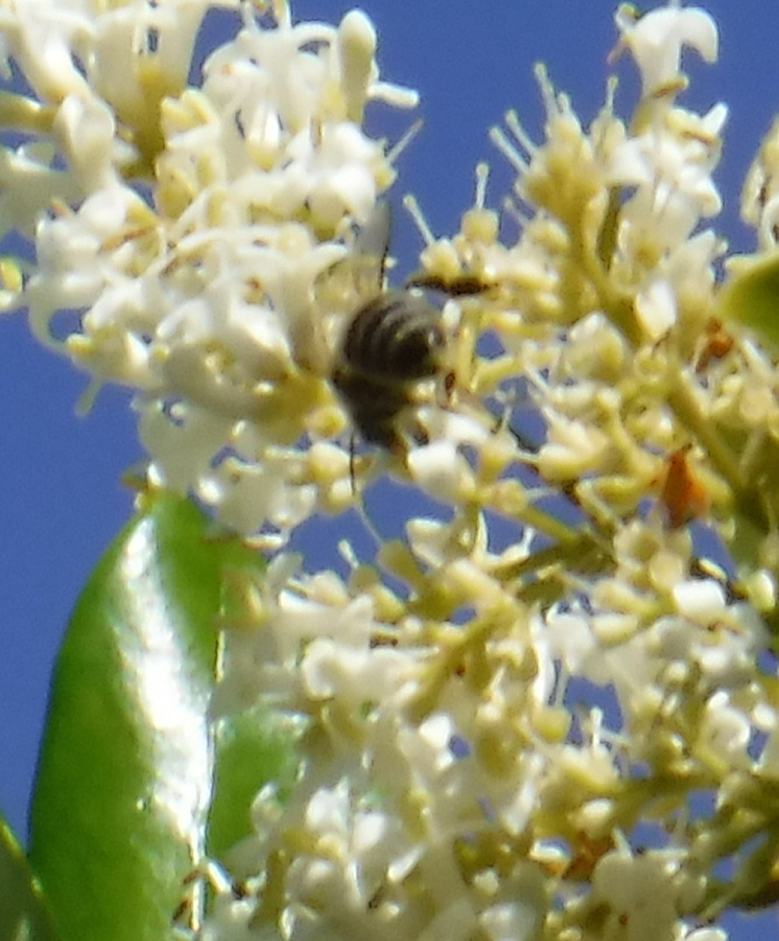 Photo taken by me 6-5-20 Photo taken by me 6-5-20