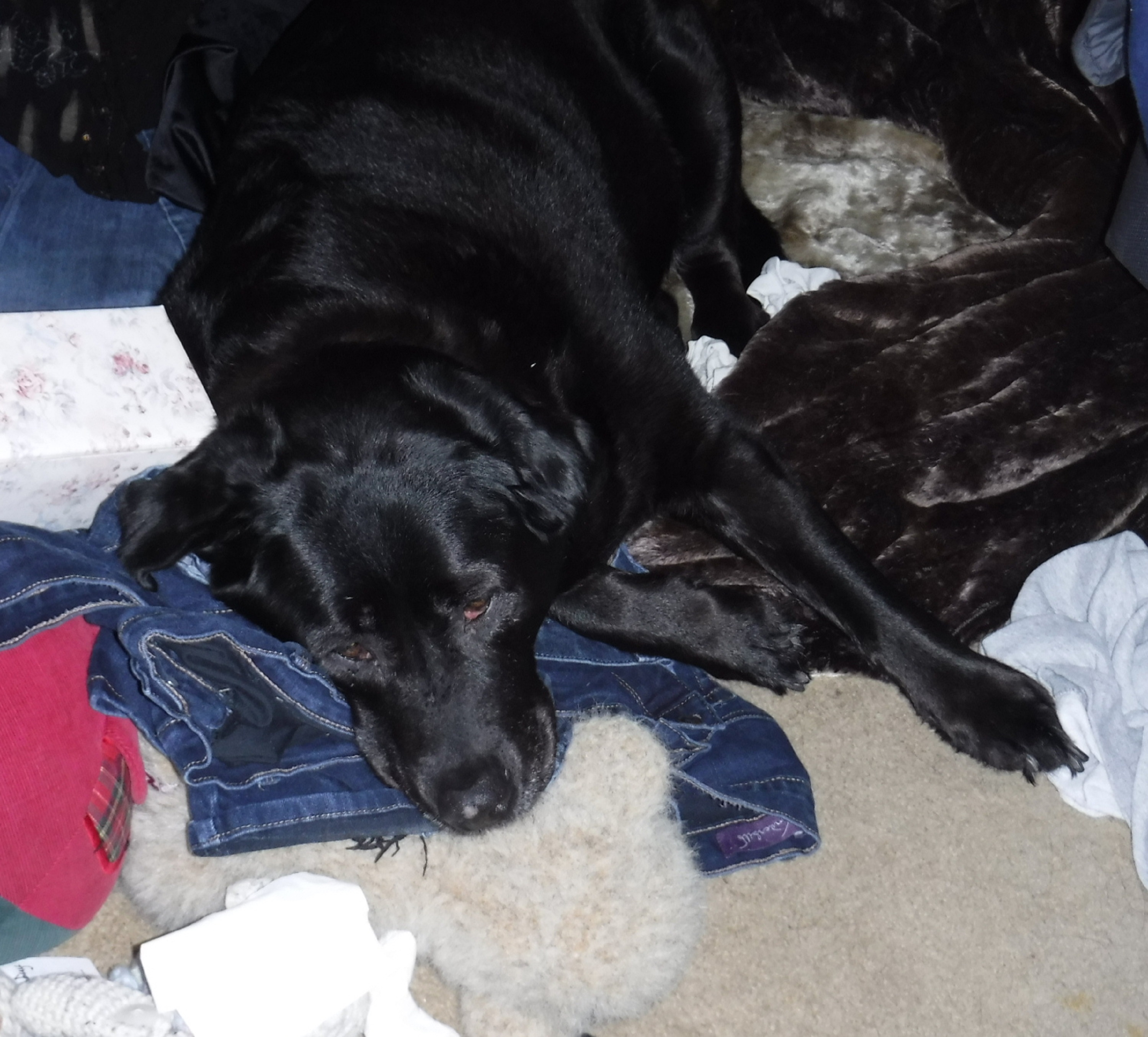 Angel being comfy on my laundry6-6-20 Angel being comfy on my laundry6-6-20